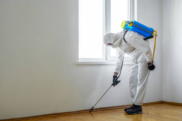 Best Termite Control Services  in Lemon Hill, CA