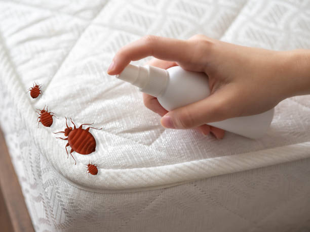 Best Mosquito Control Services  in Lemon Hill, CA