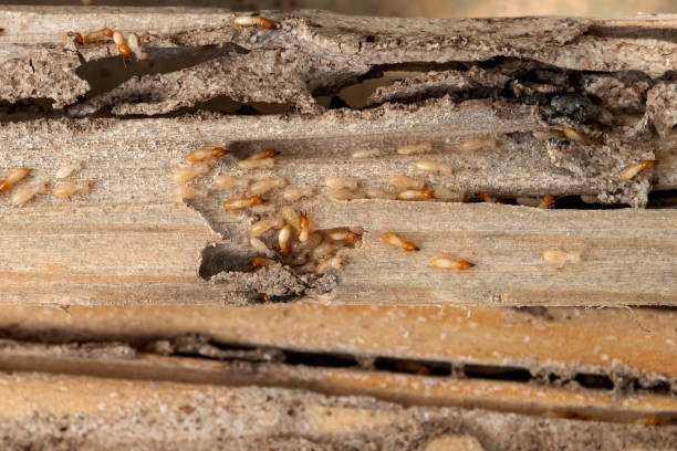 Best Best Pest Control Companies  in Lemon Hill, CA