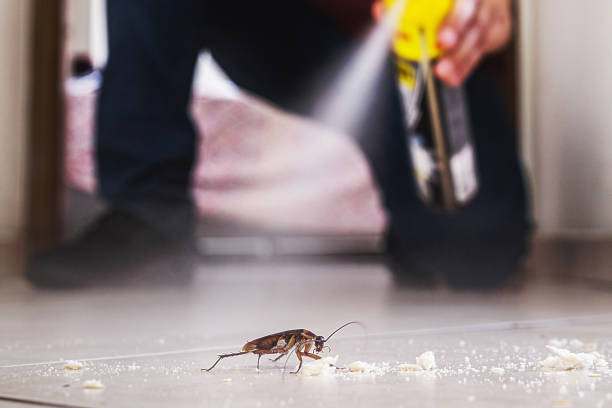 Pest Prevention Services in Lemon Hill, CA