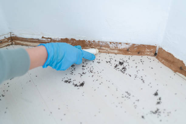 Trusted Lemon Hill, CA Pest Control Experts